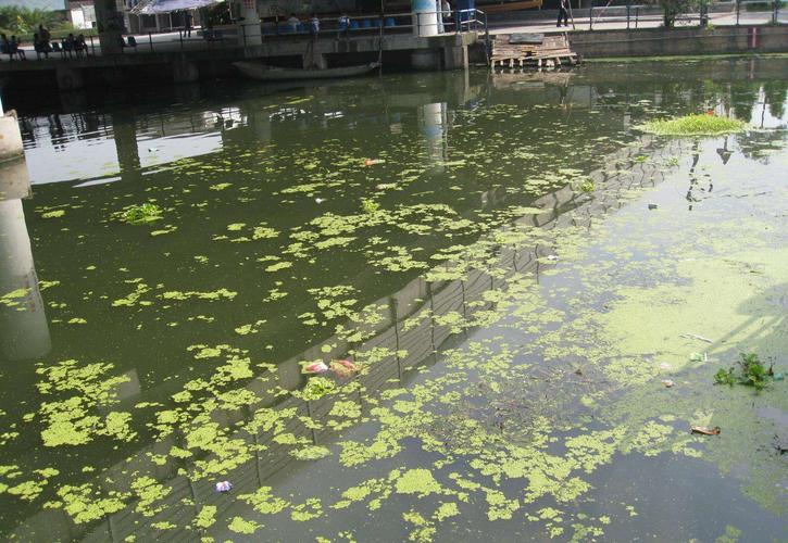 水体富营养化后的变化