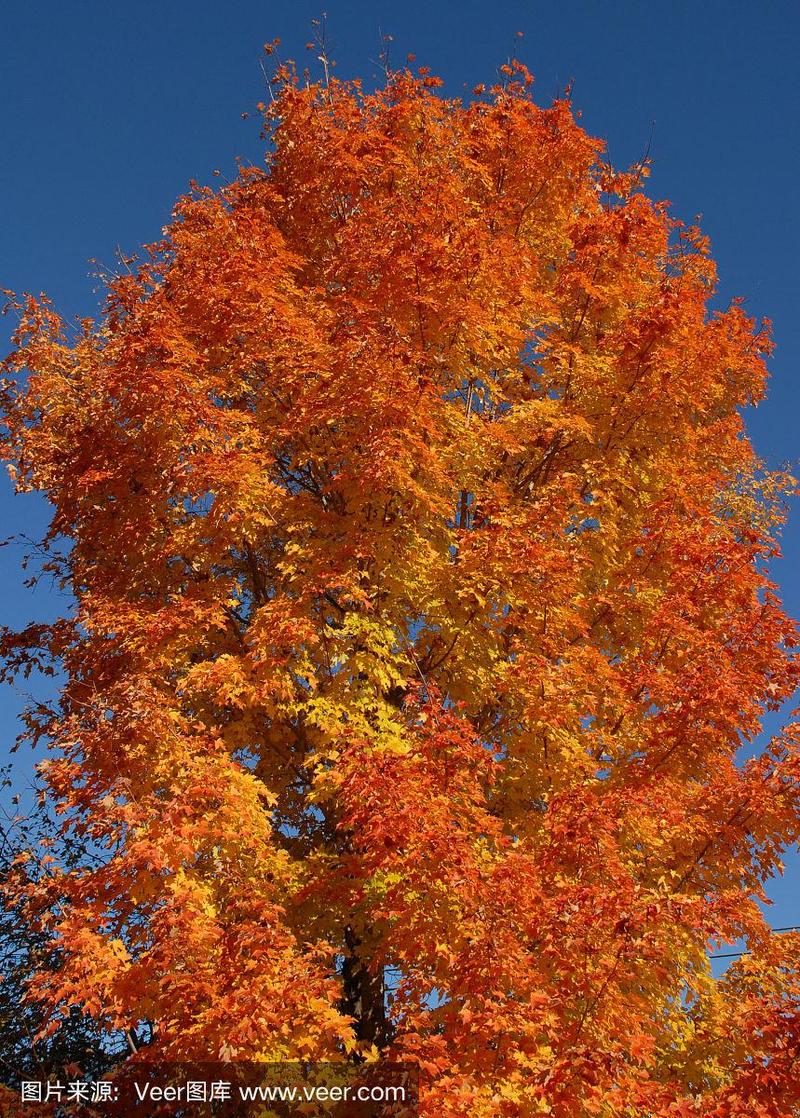 枫树,热,糖枫,树冠,自然