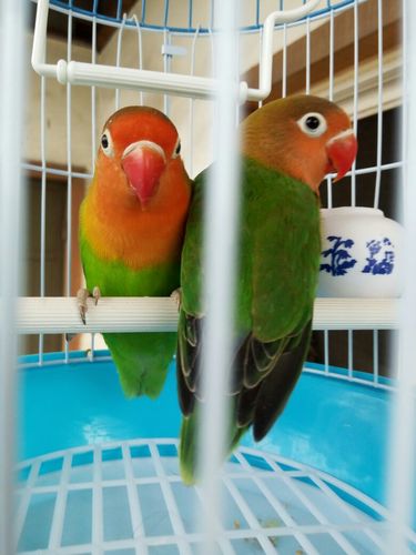 牡丹鹦鹉怎么分雌雄,请看图,哪只是公哪只是母,为什么