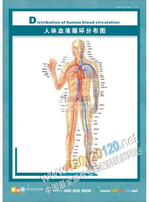 人体结构图人体血液循环分布图