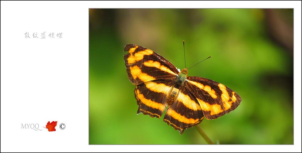 散纹盛蛱蝶