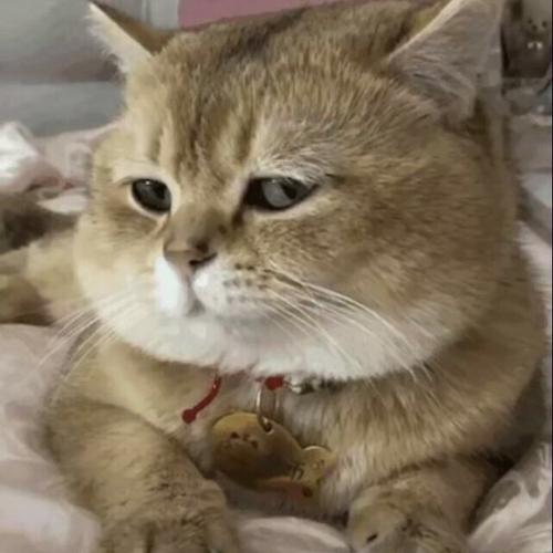 求这个猫的表情包