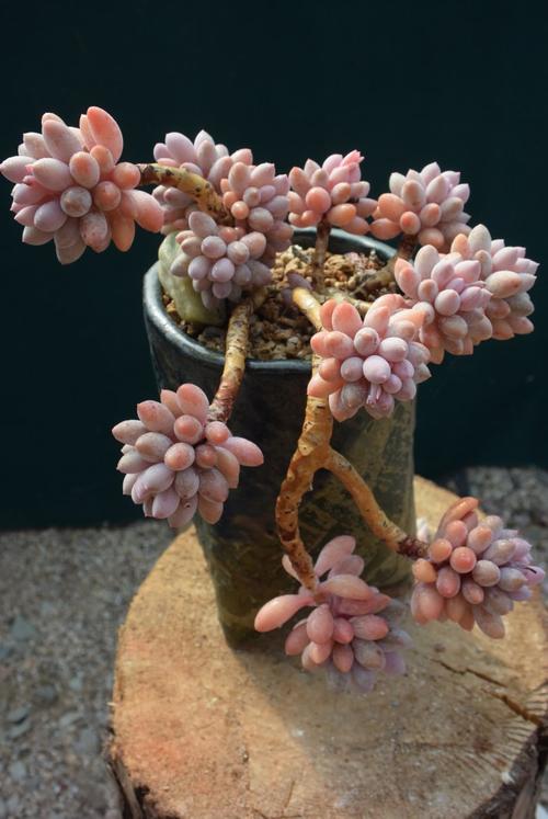 多肉植物婴儿手指老桩
