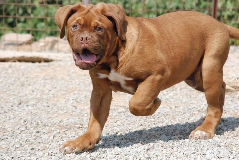 犬中格斗士,凶狠霸道的马士提夫犬