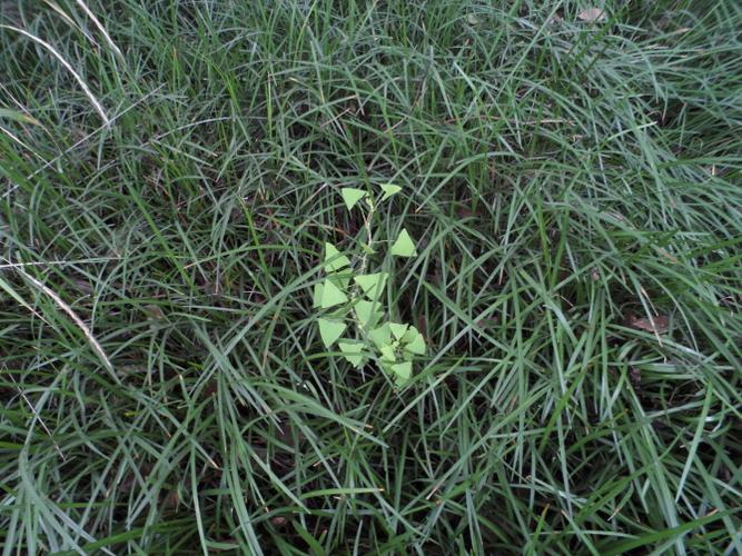 这种植物是什么 叶片三角形 附图