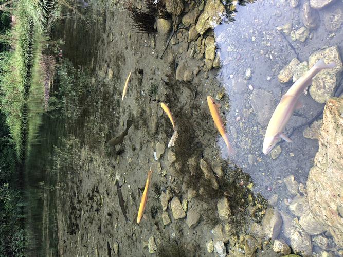 清澈见底的小溪流水