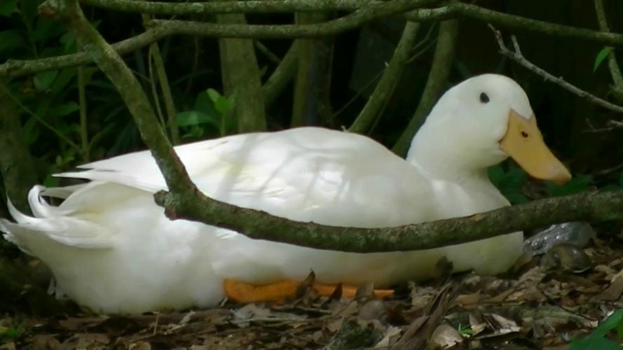 2k超清拍摄鸭子下蛋_1920x1080_高清视频素材下载(:)