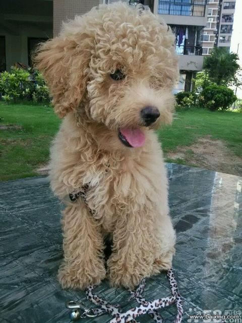 厦门宠物 厦门狗狗 厦门泰迪  品种泰迪 公母母 年龄暂无 发布人身份