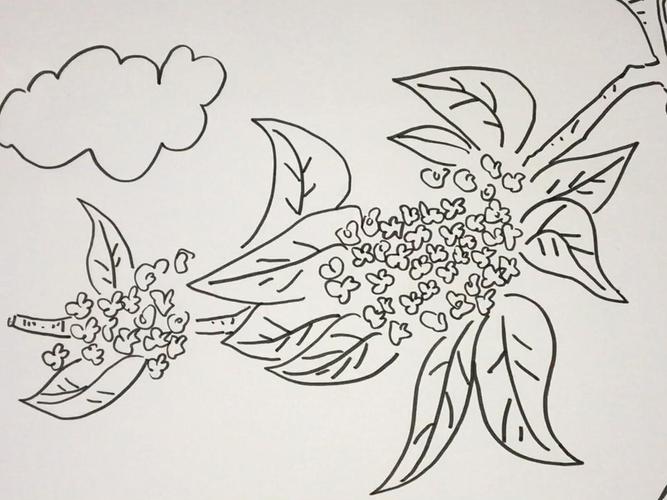 桂花是中国木犀属众多树木的习称,代表物种木犀(学名:osmanthus