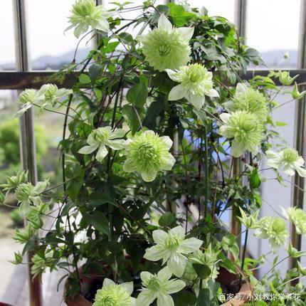 学会2招区分铁线莲转子莲,再