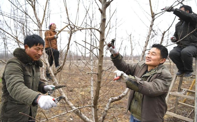 桃树冬季修剪又要开始了!河南宝然生物科技