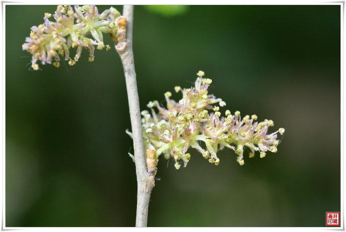 桑树的花果叶