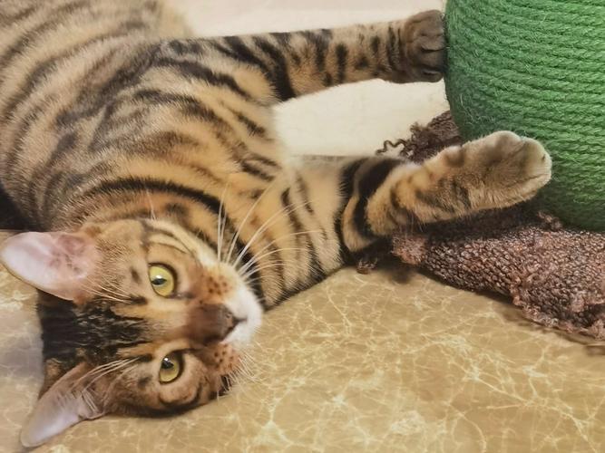 虎猫 手机随拍侄女的宠物