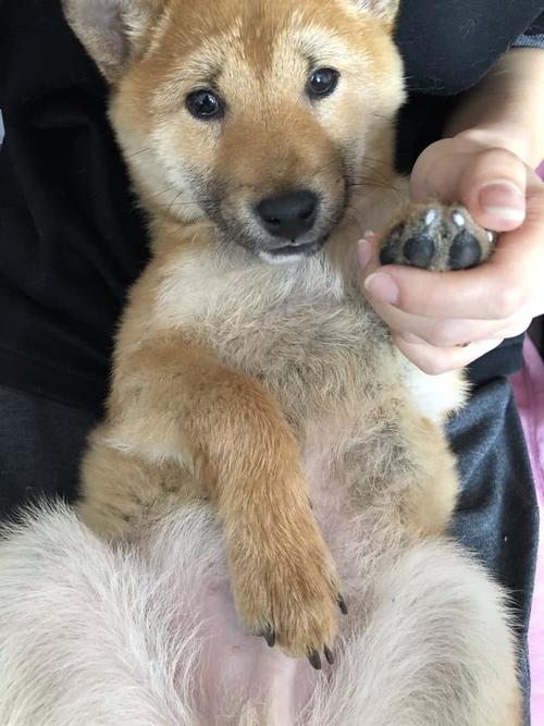 养柴犬是一种怎样的体验
