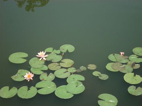 浮萍图片简笔画(3)