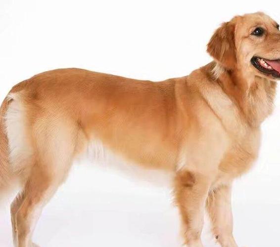 精品金毛幼犬1000三色柯基幼犬4500—北京京巴