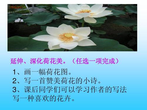 3荷花-ppt课件-三年级下册语文课件