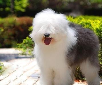 宠物犬之古代牧羊犬