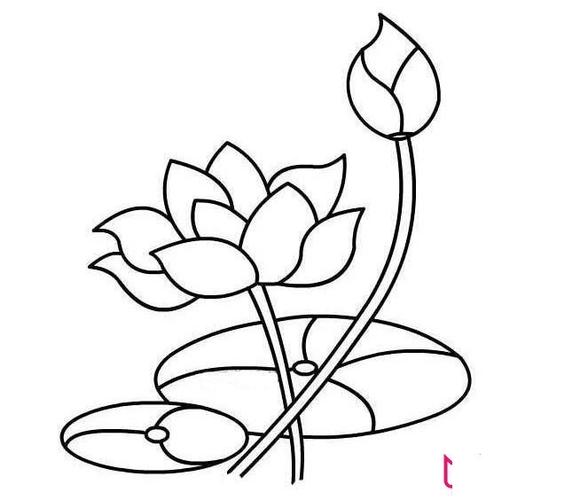 漂亮的荷花简笔画图片,荷花怎么画