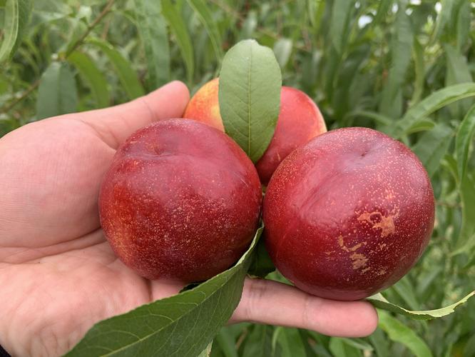 大连油桃新鲜水果 黄心桃子 应季时令桃子 现摘现发5斤包邮