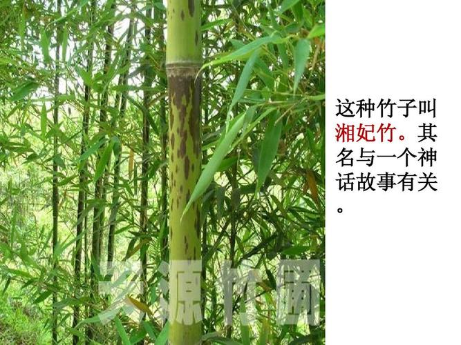 这种竹子叫 湘妃竹.其 名与一个神 话故事有关 .
