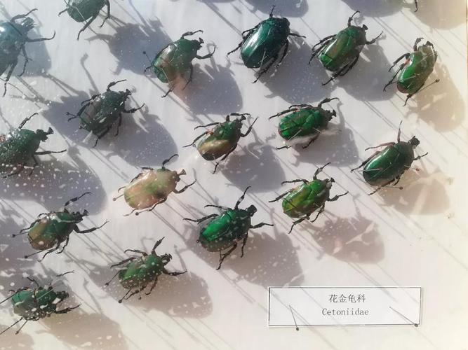 白纹大角金龟