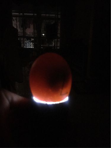 其它 鸡蛋孵化记 写美篇 【实验3】  机器孵蛋(2) 实验目的:机器能否