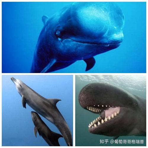 为什么说虎鲸不是鲸鱼