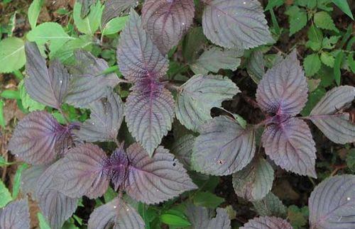 紫苏的功效与作用,紫苏梗的功效与作用