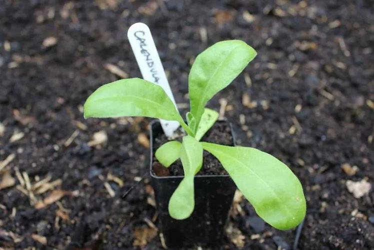 金盏花,盆栽,幼苗,种子,花朵