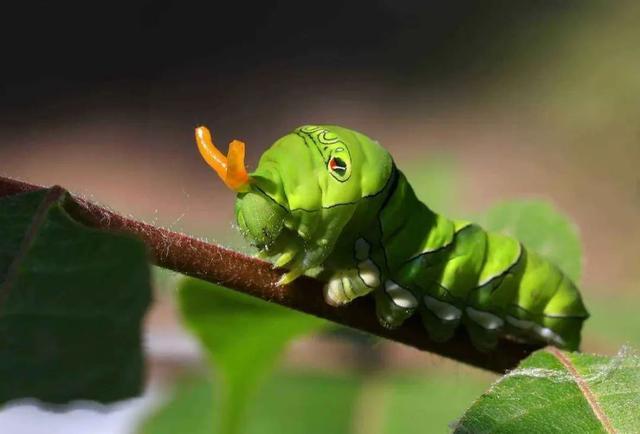 蝴蝶和蛾的幼虫就是人们口中的"毛毛