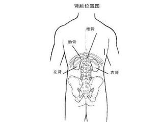 请稍等 肾的位置位于脊柱的两侧,贴附于腹后壁,两肾肾门相对,上极相距
