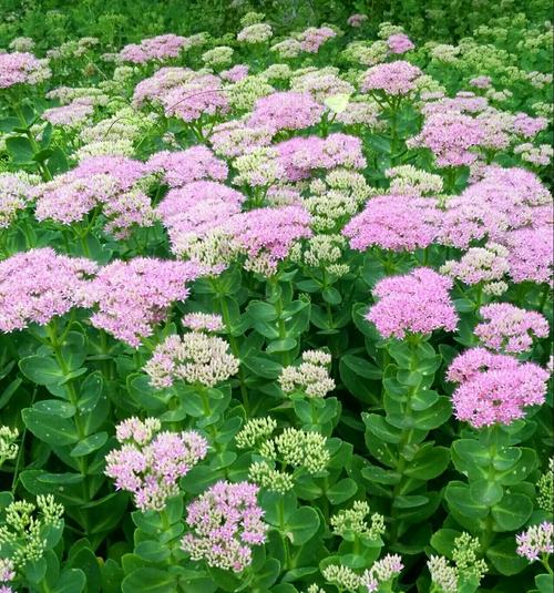 八宝景天花上的蝴蝶