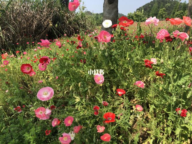 花海_花海_建德市下涯镇之江小筑自由行热门攻略_出行