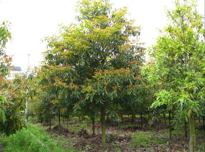 href="/item/楠木/597128" data-lemmaid="597128">楠木 /a>,刨花树, 