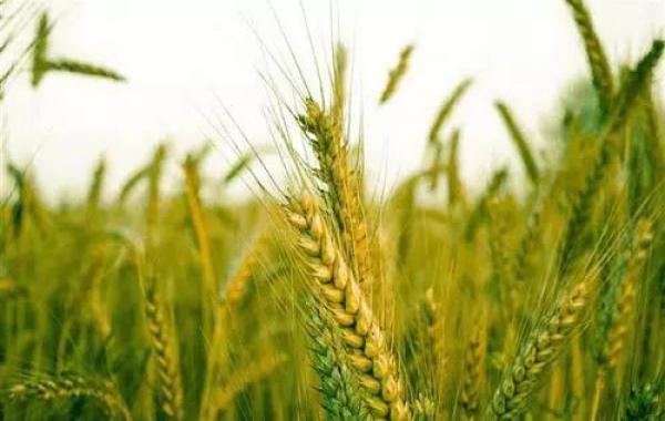 教你几招小麦增产的妙招