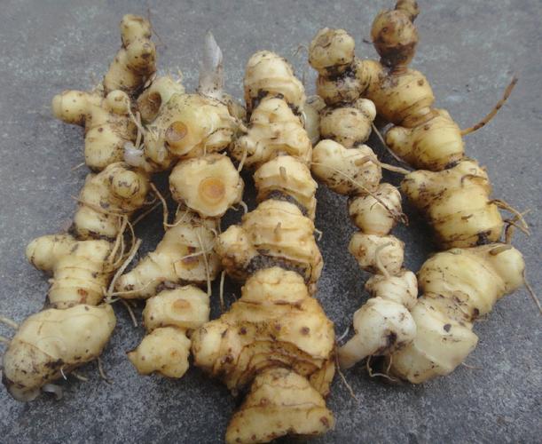 5斤包邮 九华山新鲜野生黄精现挖现卖 5到7年生500克去根无沙无泥