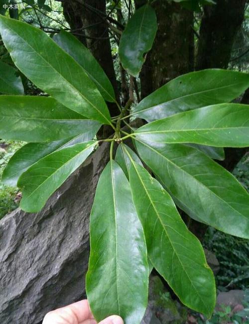 金丝楠木长什么样子图片大全