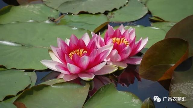 荷花与莲花的区别