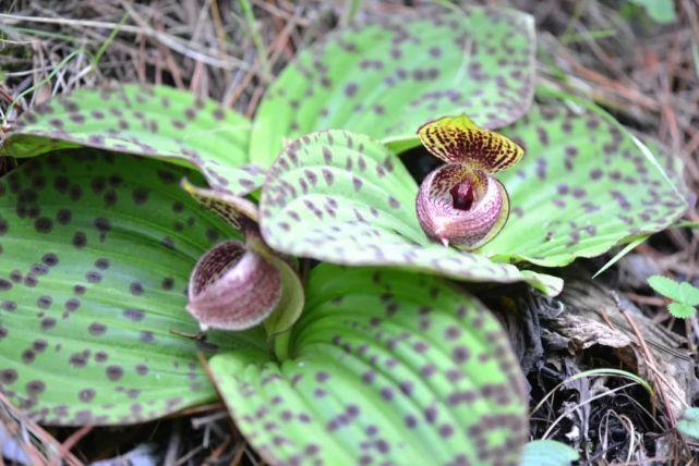 国家二级保护植物斑叶杓兰|花叶两块瓦,瓦上蚌壳花