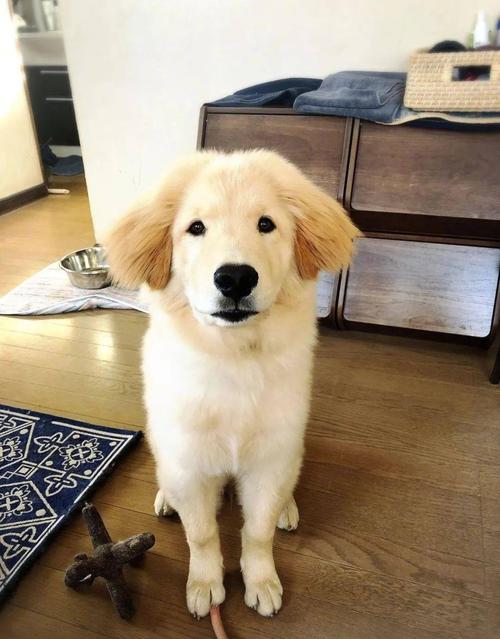 金毛和秋田犬的混血,金毛完胜!
