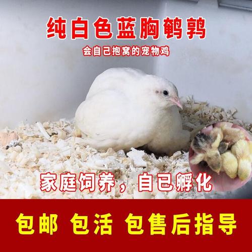 蓝胸鹌鹑种蛋迷你动物家养小宠物鸟活物纯白色观赏鹌鹑活体芦丁鸡