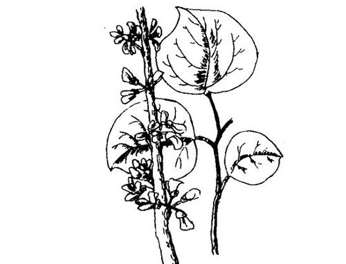 紫荆有什么药用价值