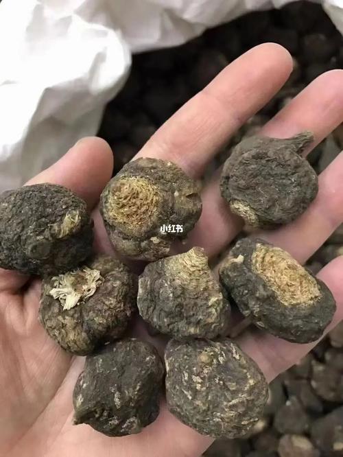 「秘鲁进口黑玛卡」 品质最好的进口黑玛卡. 玛卡可以