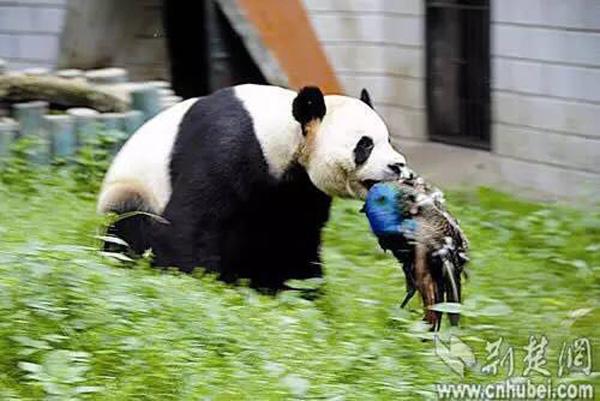 武汉动物园的大熊猫咬住蓝孔雀的脖子将其杀死.