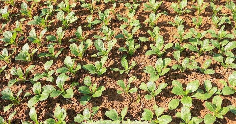 健康的土壤是蔬菜提质增产的关键!让蔬菜增产的方法