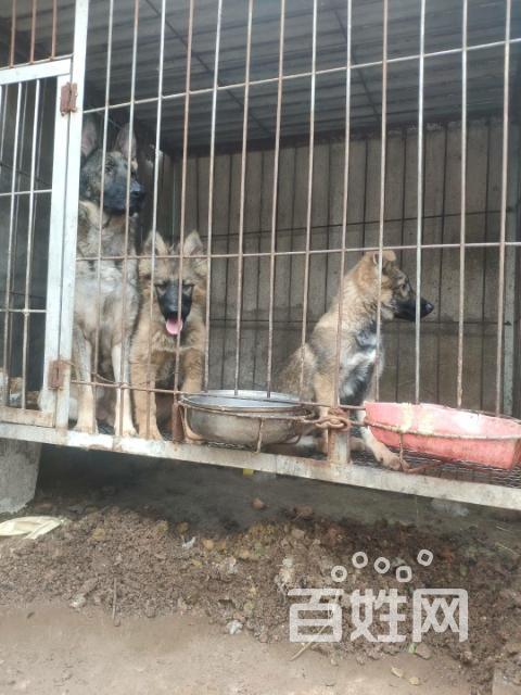 昆明犬一公一母 三个月