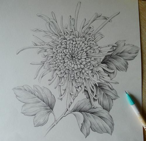 手绘菊花简笔画