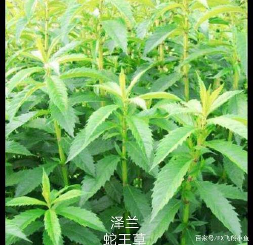 (十)泽兰:菊科泽兰属,与佩兰十分相似,别名地瓜儿苗,蛇王草.