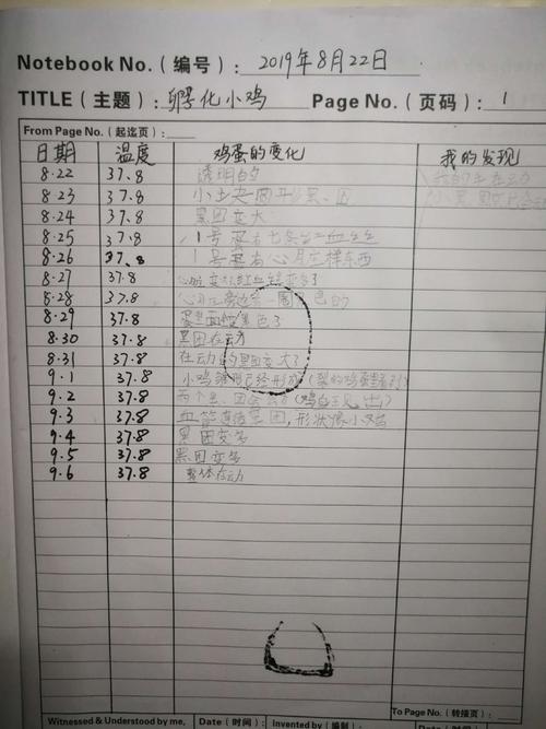 小鸡孵化实验(漫长的21天)